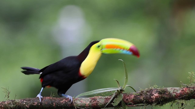 Keel-billed Toucan - ML648664340