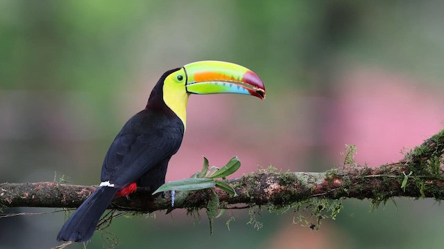 Keel-billed Toucan - ML648664341
