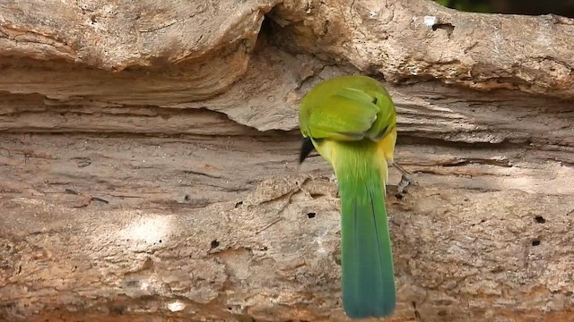 Green Jay - ML648664662