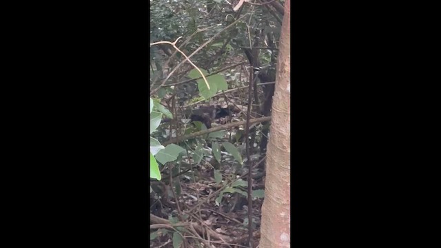 Cuco Hormiguero Ventrirrufo - ML648664676