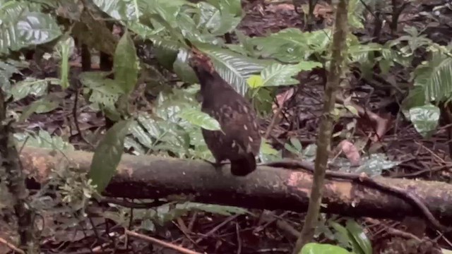 Kara Boğazlı Tokro - ML648664781