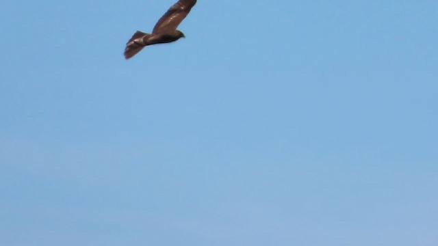 Red-tailed Hawk - ML648665165