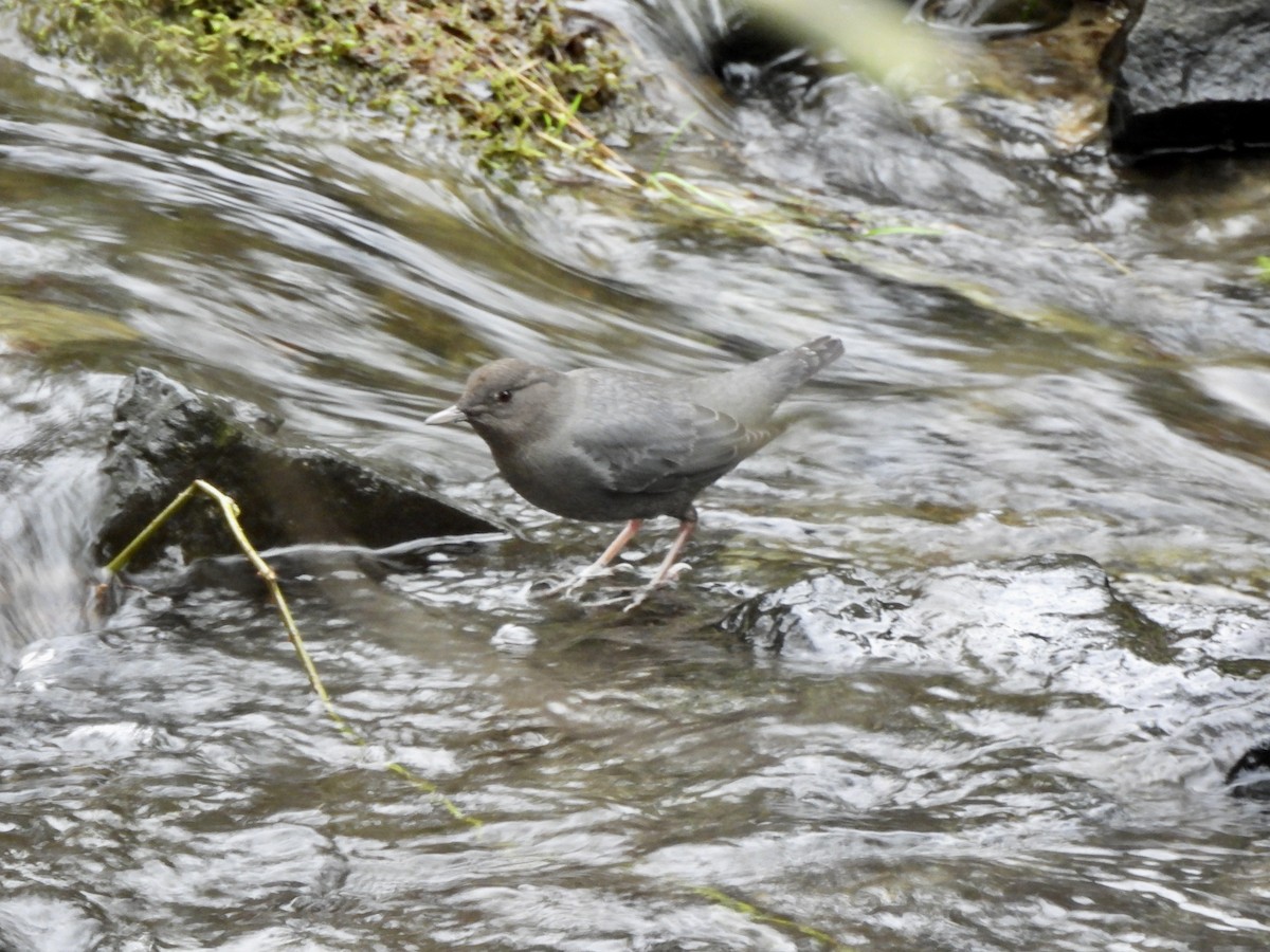 Grauwasseramsel - ML648665511