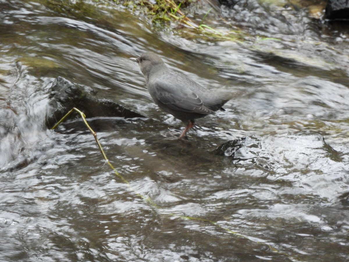 Grauwasseramsel - ML648665512