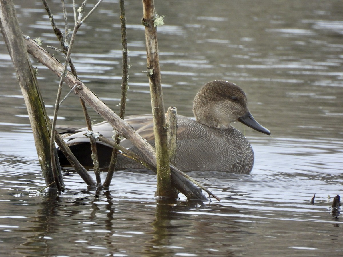 Schnatterente - ML648665610