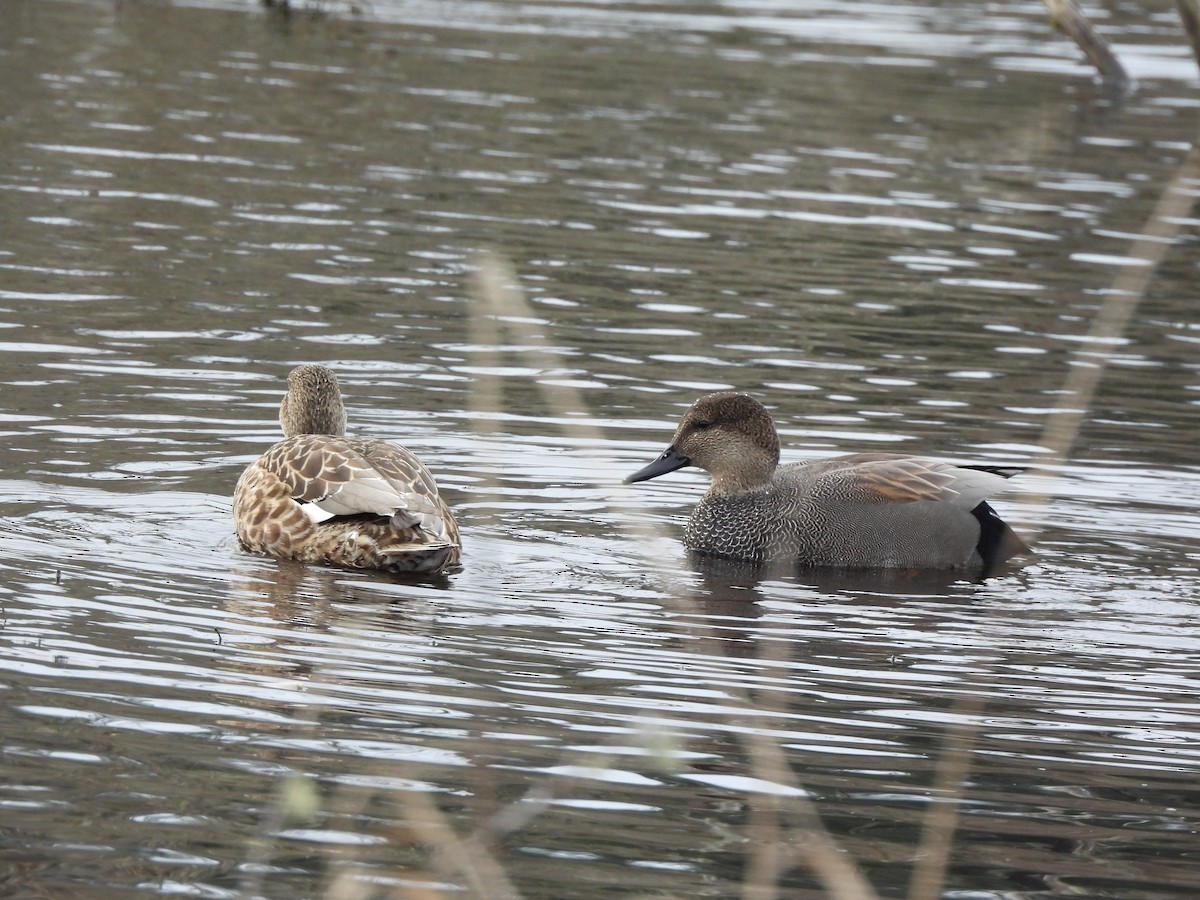 Schnatterente - ML648665611