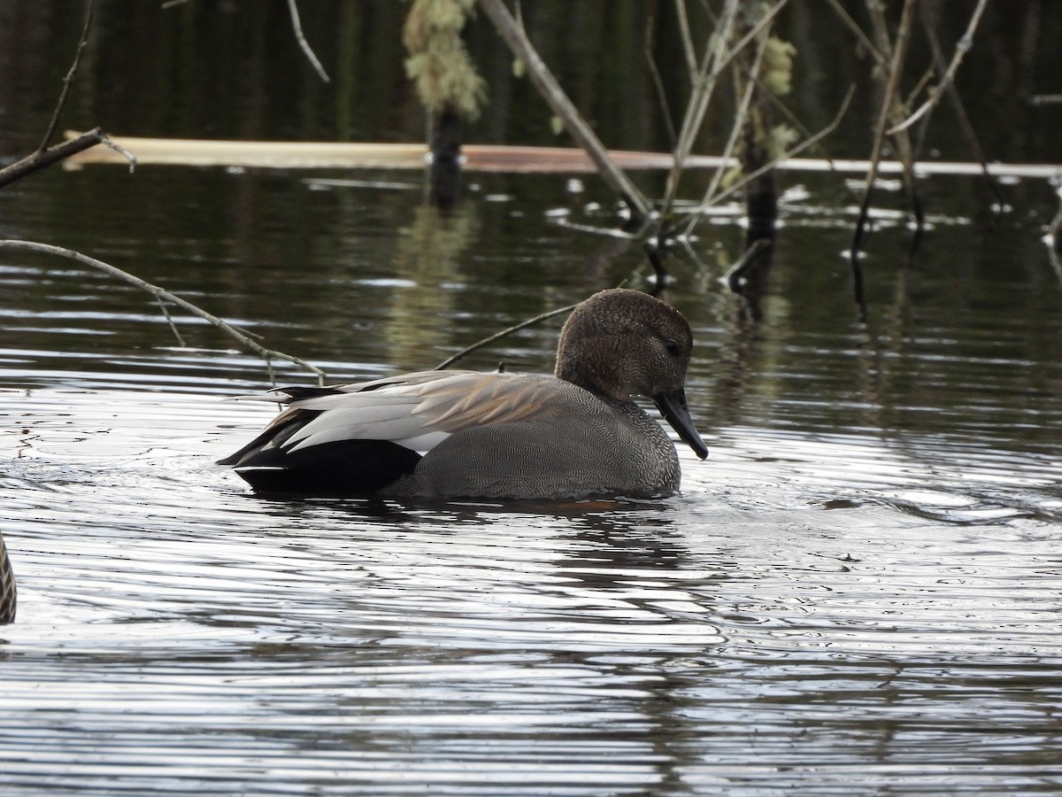 Schnatterente - ML648665613