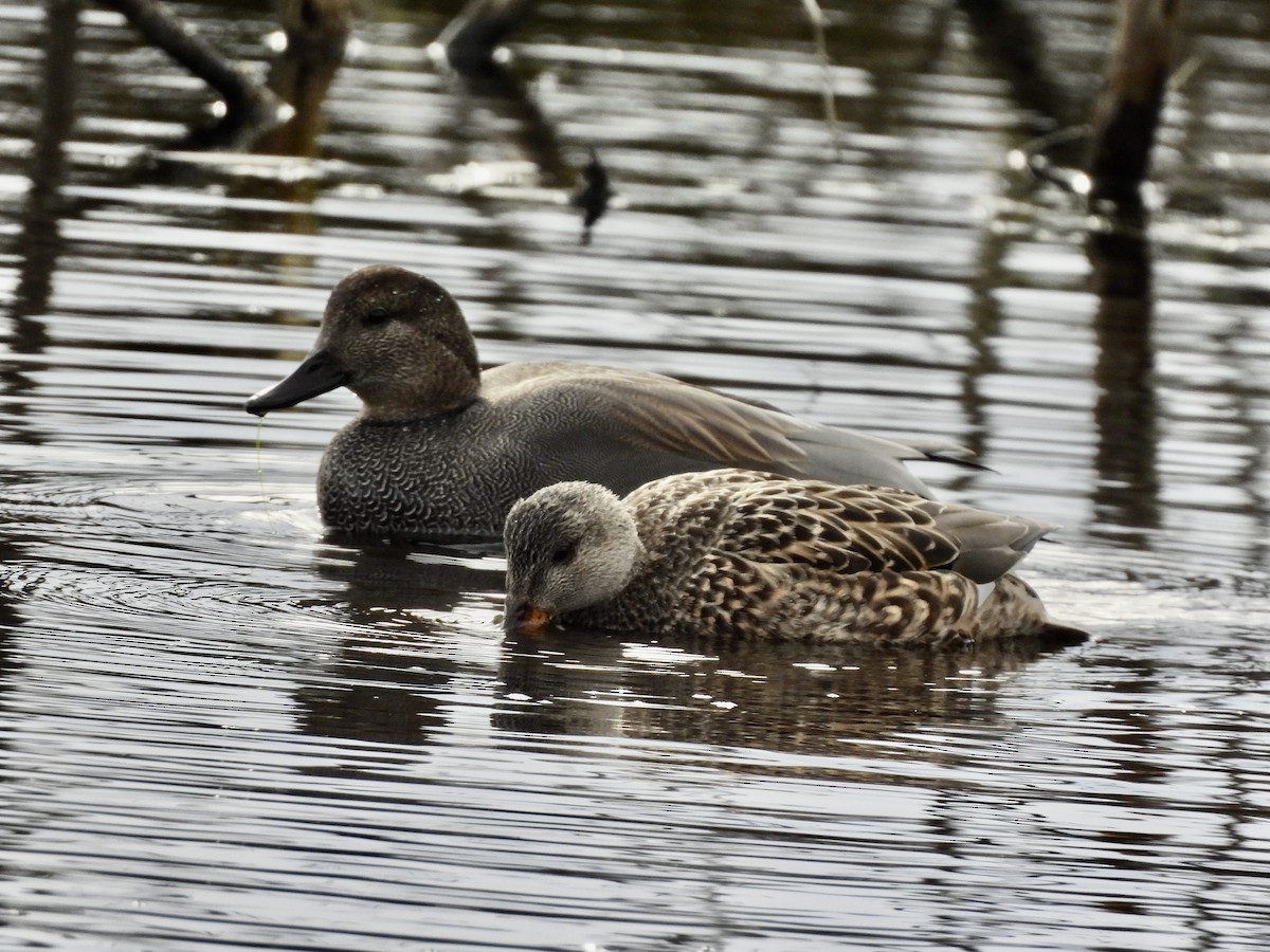 Schnatterente - ML648665614