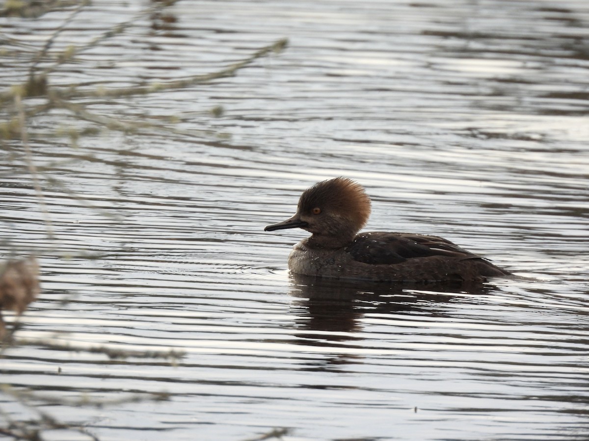 Kappensäger - ML648665637