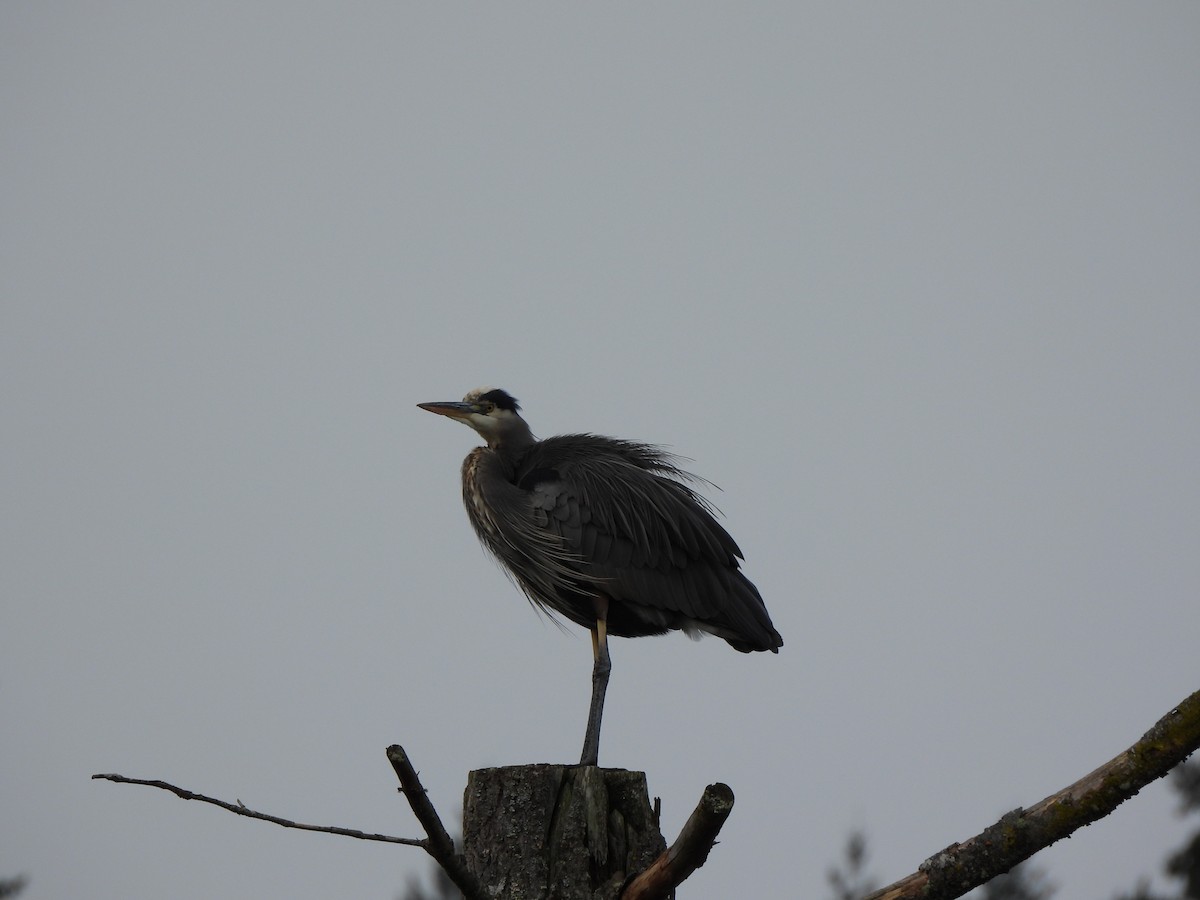 Kanadareiher - ML648665657