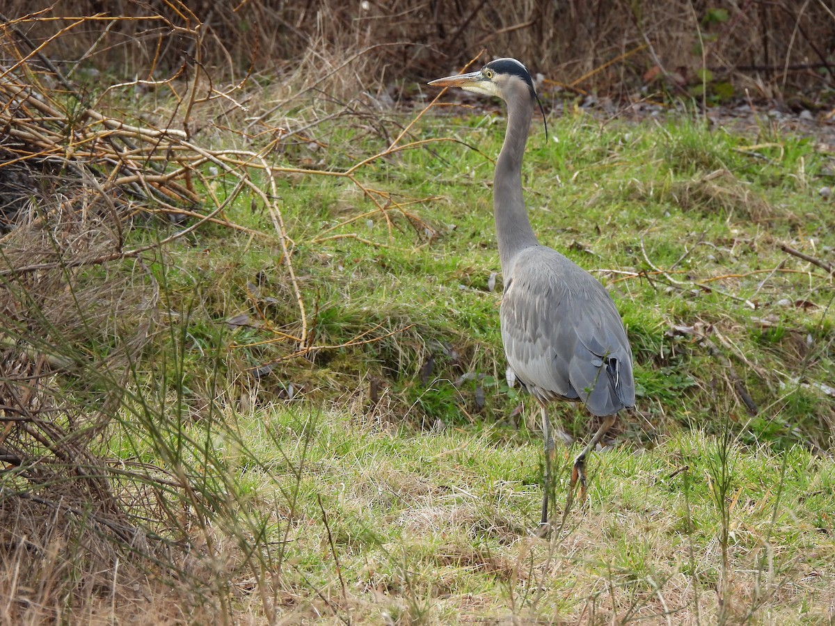 Kanadareiher - ML648665658