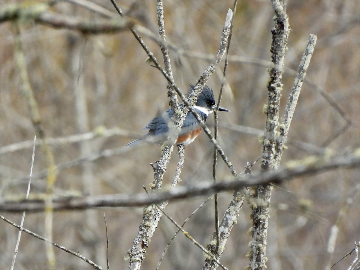 Gürtelfischer - ML648665665