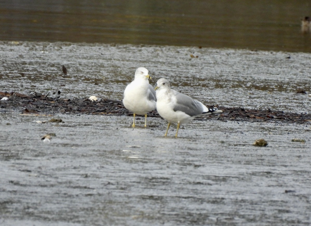 Ringschnabelmöwe - ML648665733