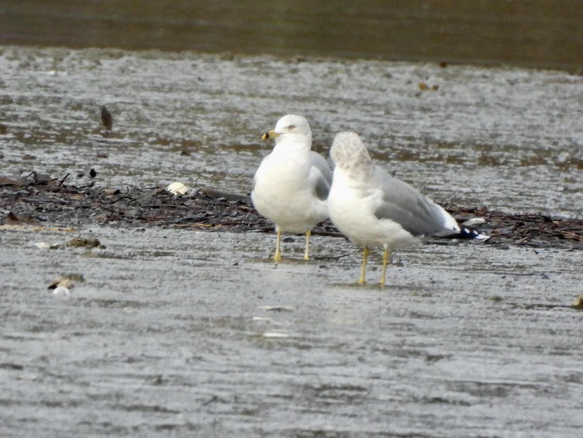 Ringschnabelmöwe - ML648665734