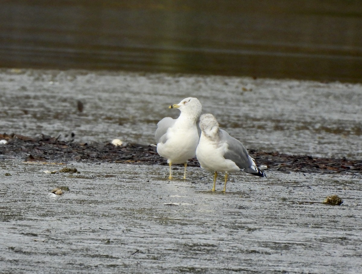 Ringschnabelmöwe - ML648665735