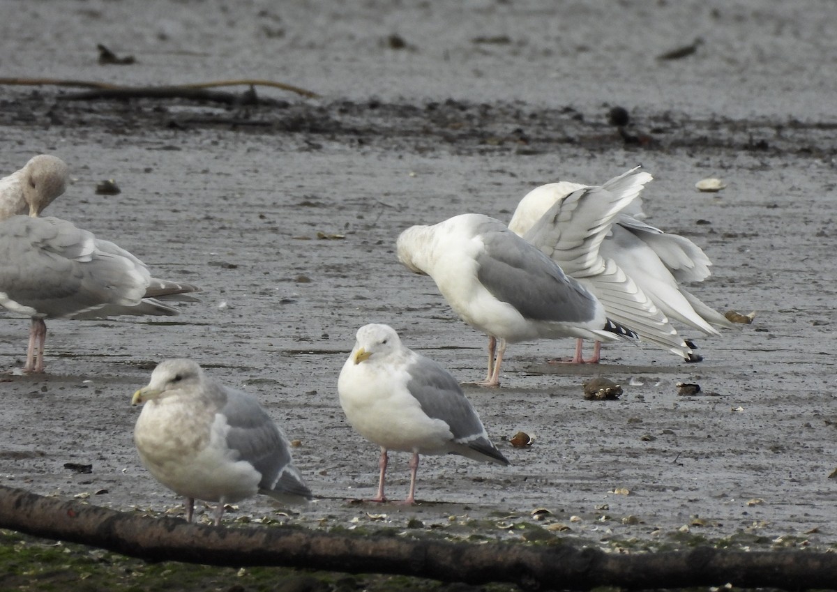 Beringmöwe - ML648665768