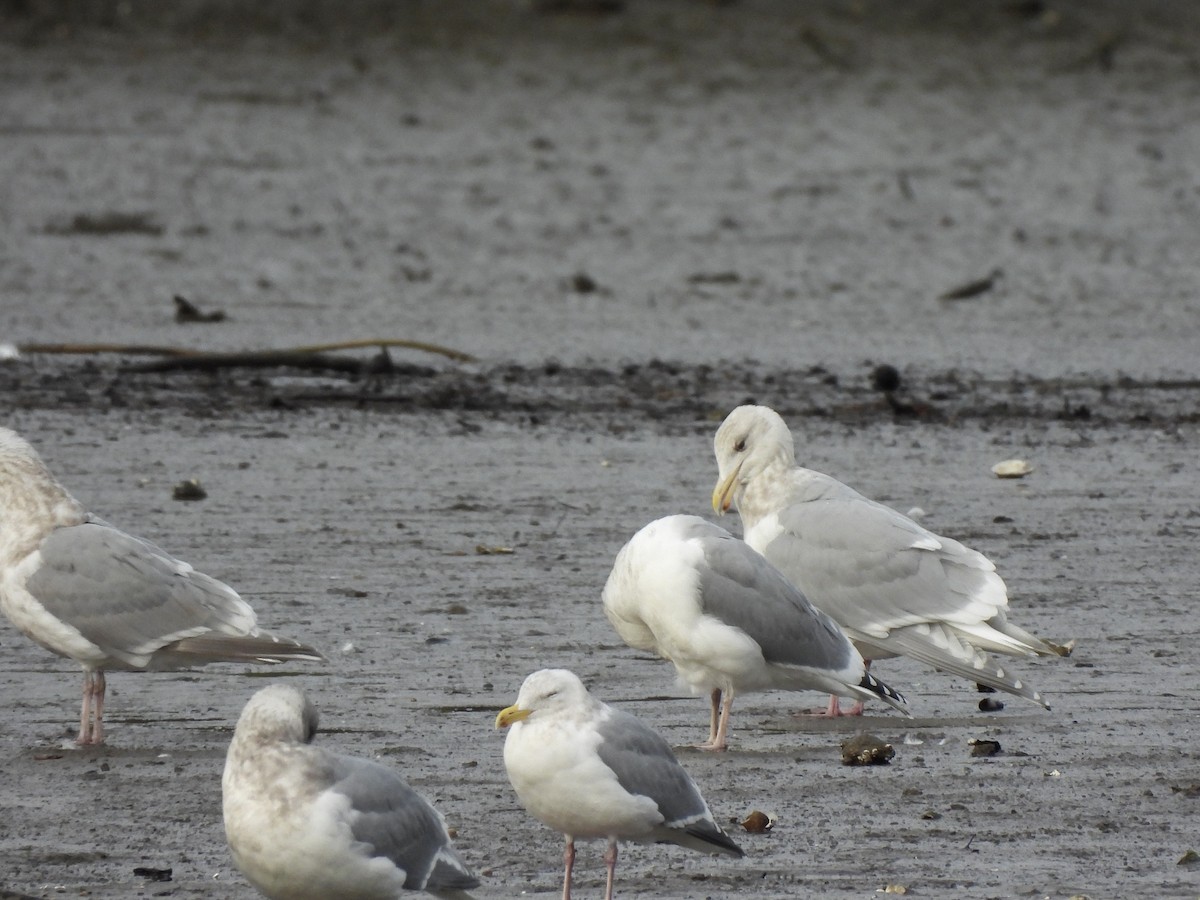 שחף אפור-כנף - ML648665769