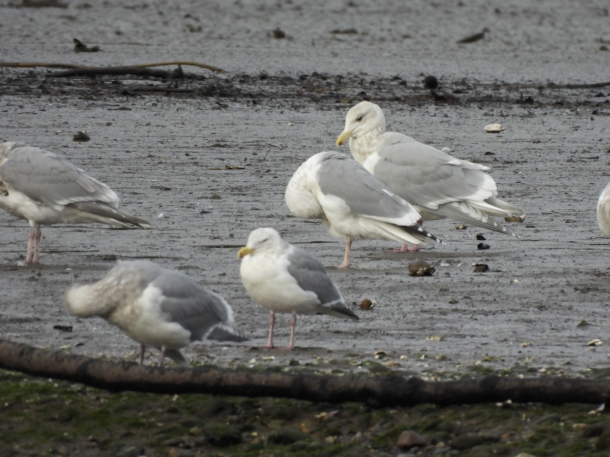 Beringmöwe - ML648665770