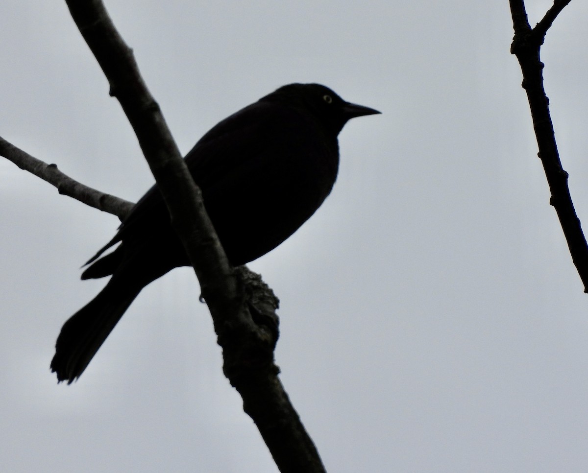 Brewer's Blackbird - ML648665859