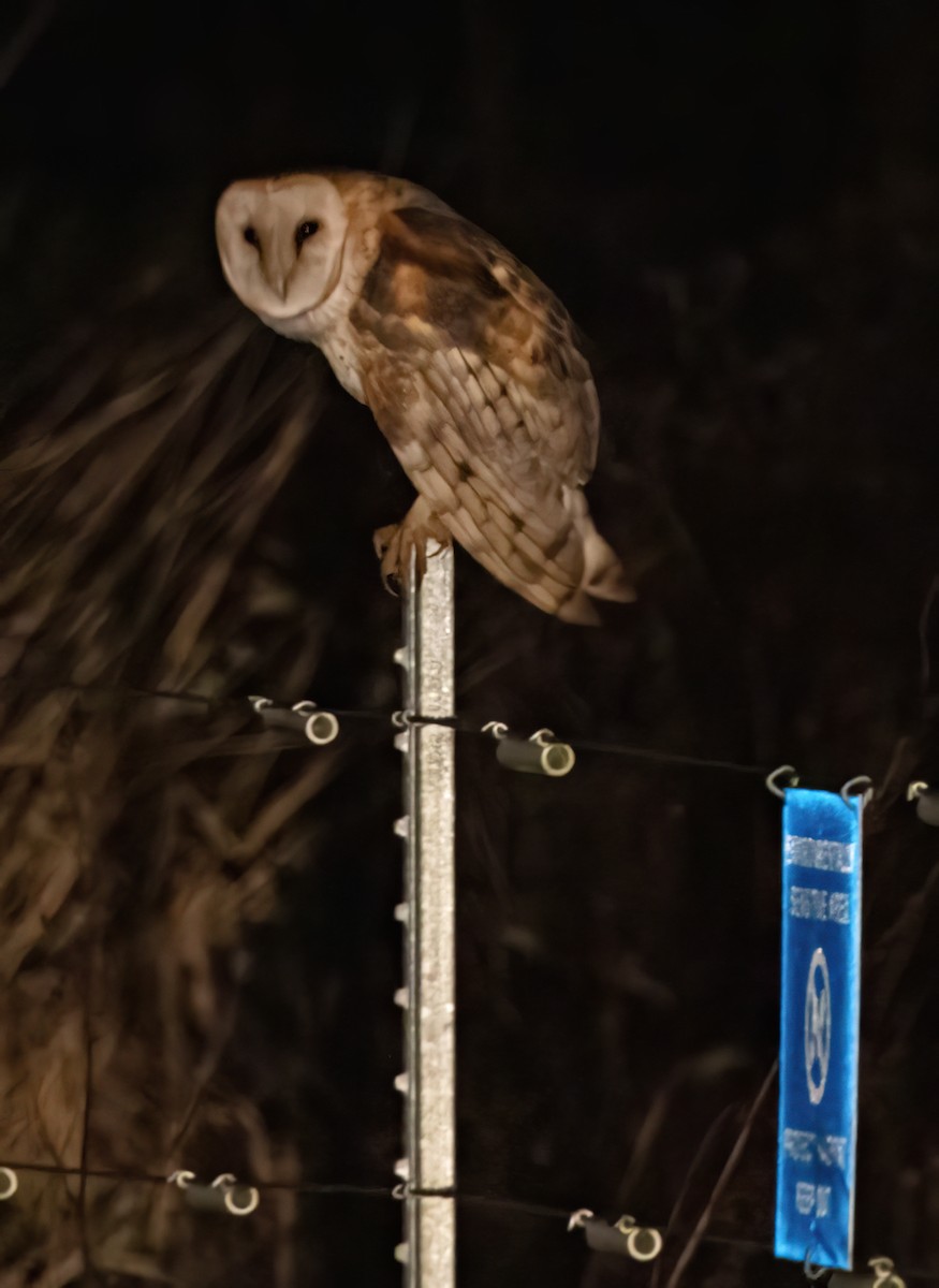 American Barn Owl - ML648666010