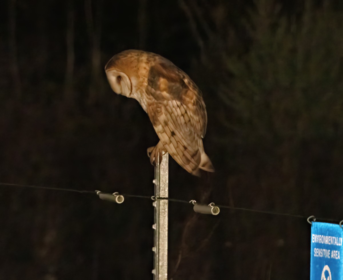 American Barn Owl - ML648666012