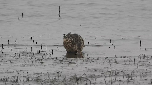 skjeand - ML648666033