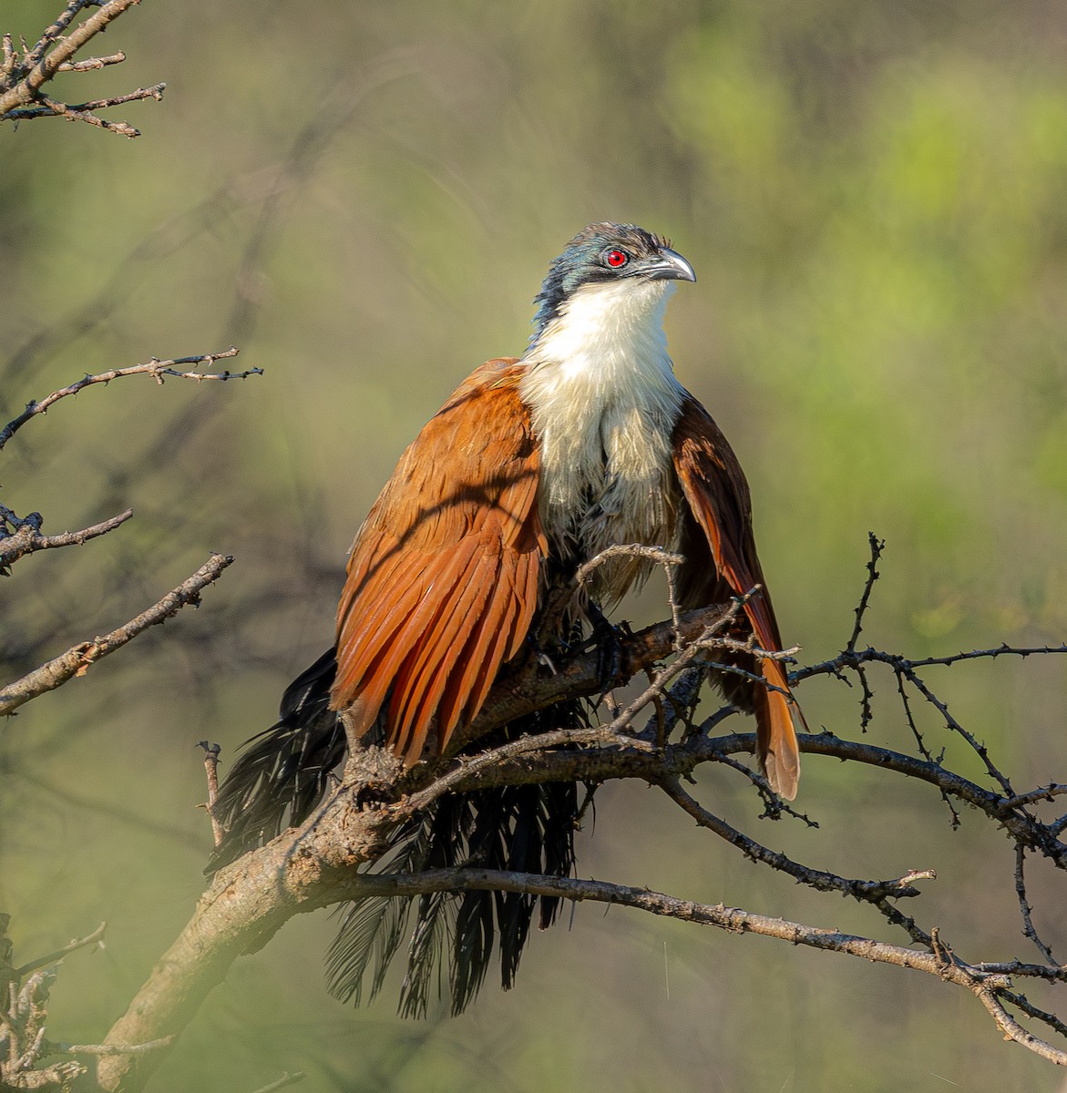 Burchell Kukalı - ML648666486