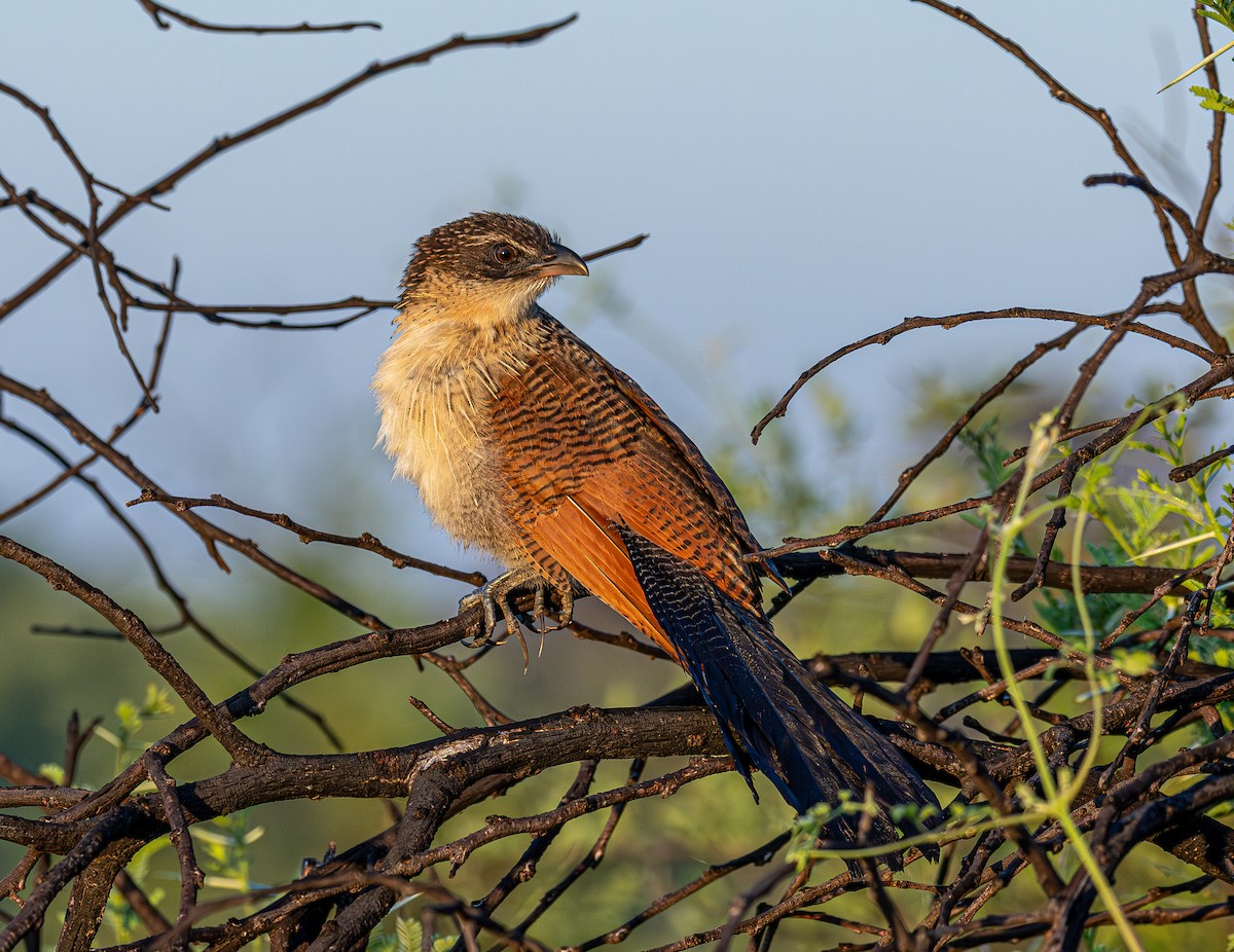 Burchell Kukalı - ML648666487