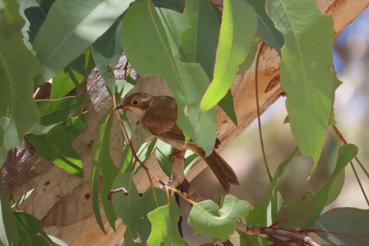 Brown-headed Honeyeater - ML648666506