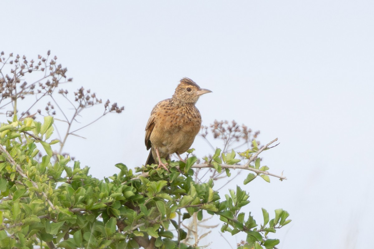 Rufous-naped Lark - ML648666934