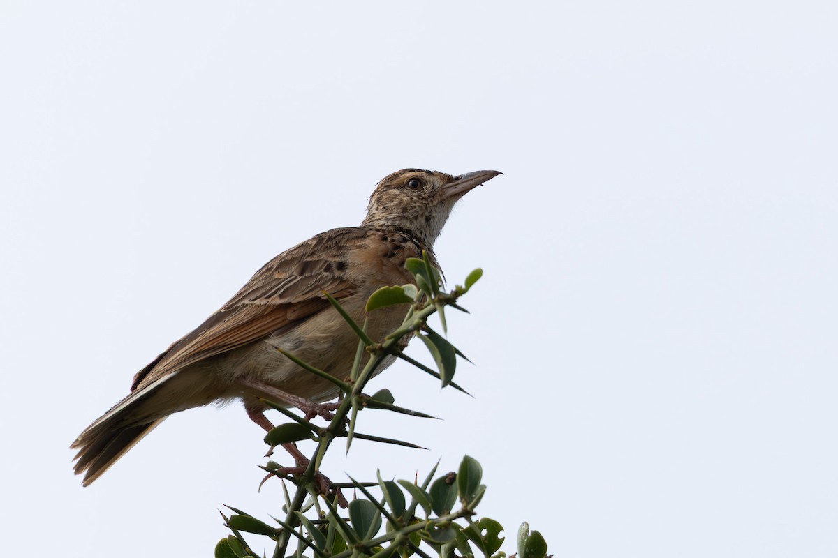 Rufous-naped Lark - ML648666946