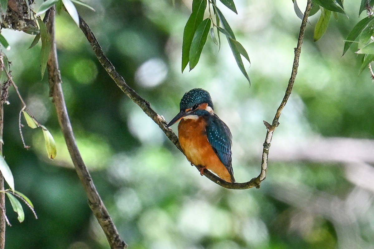 Рибалочка блакитний - ML648667753