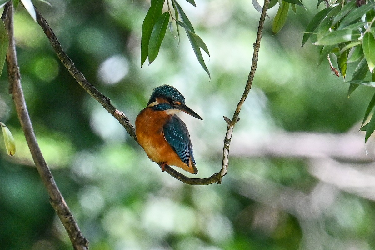 Рибалочка блакитний - ML648667760