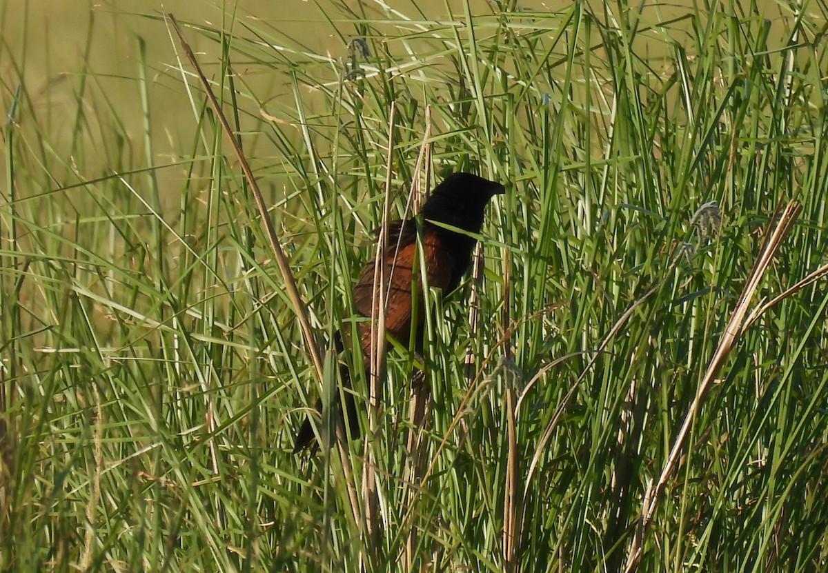 Black Coucal - ML648667991