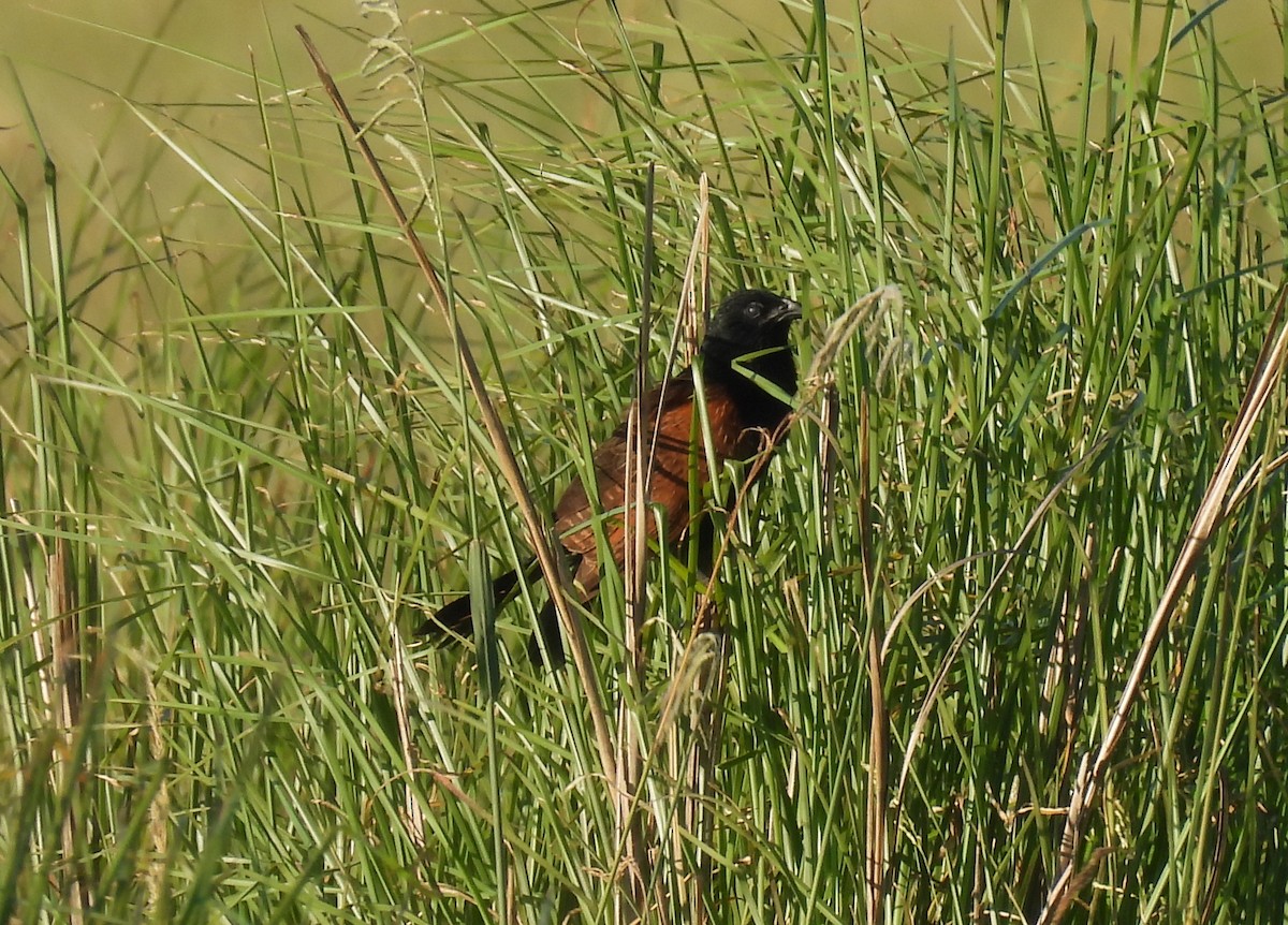 Black Coucal - ML648667992