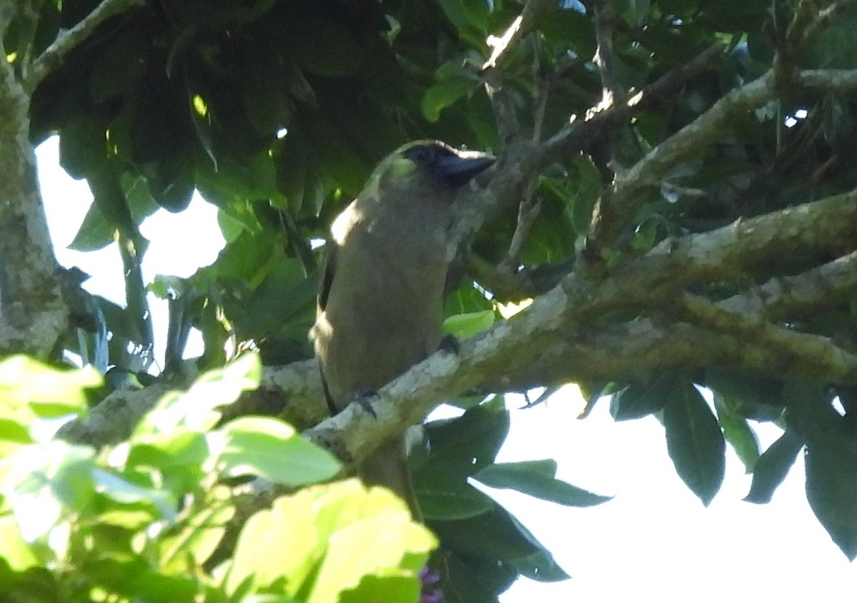 Green Barbet - ML648668312