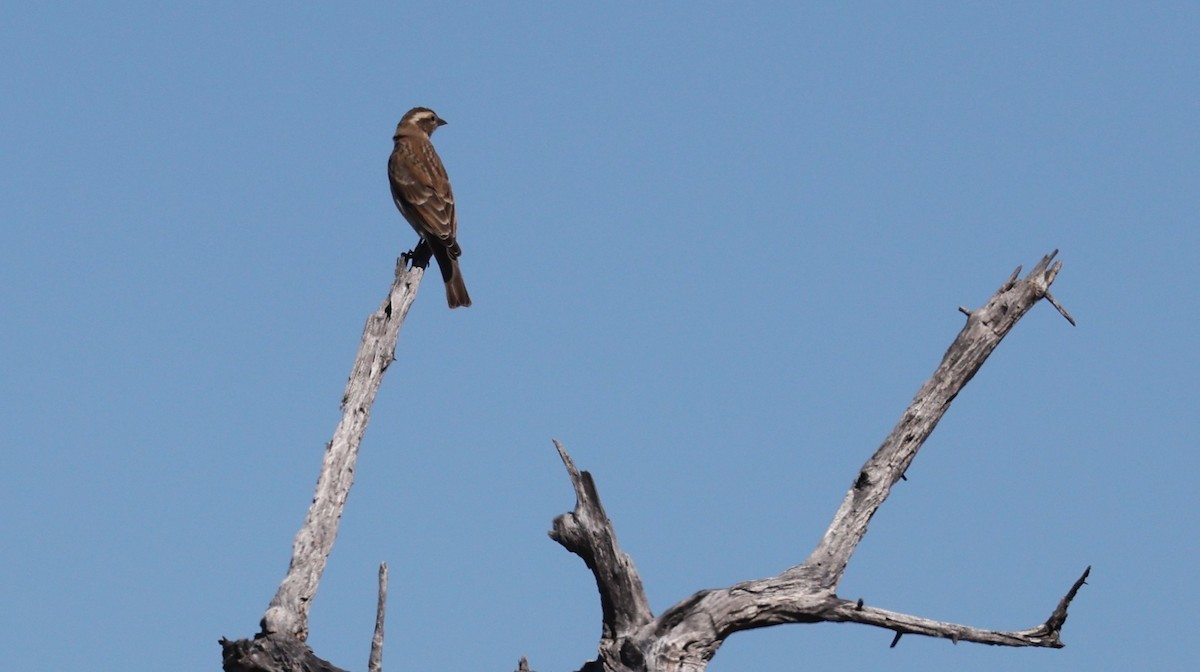 Moineau bridé - ML648668481