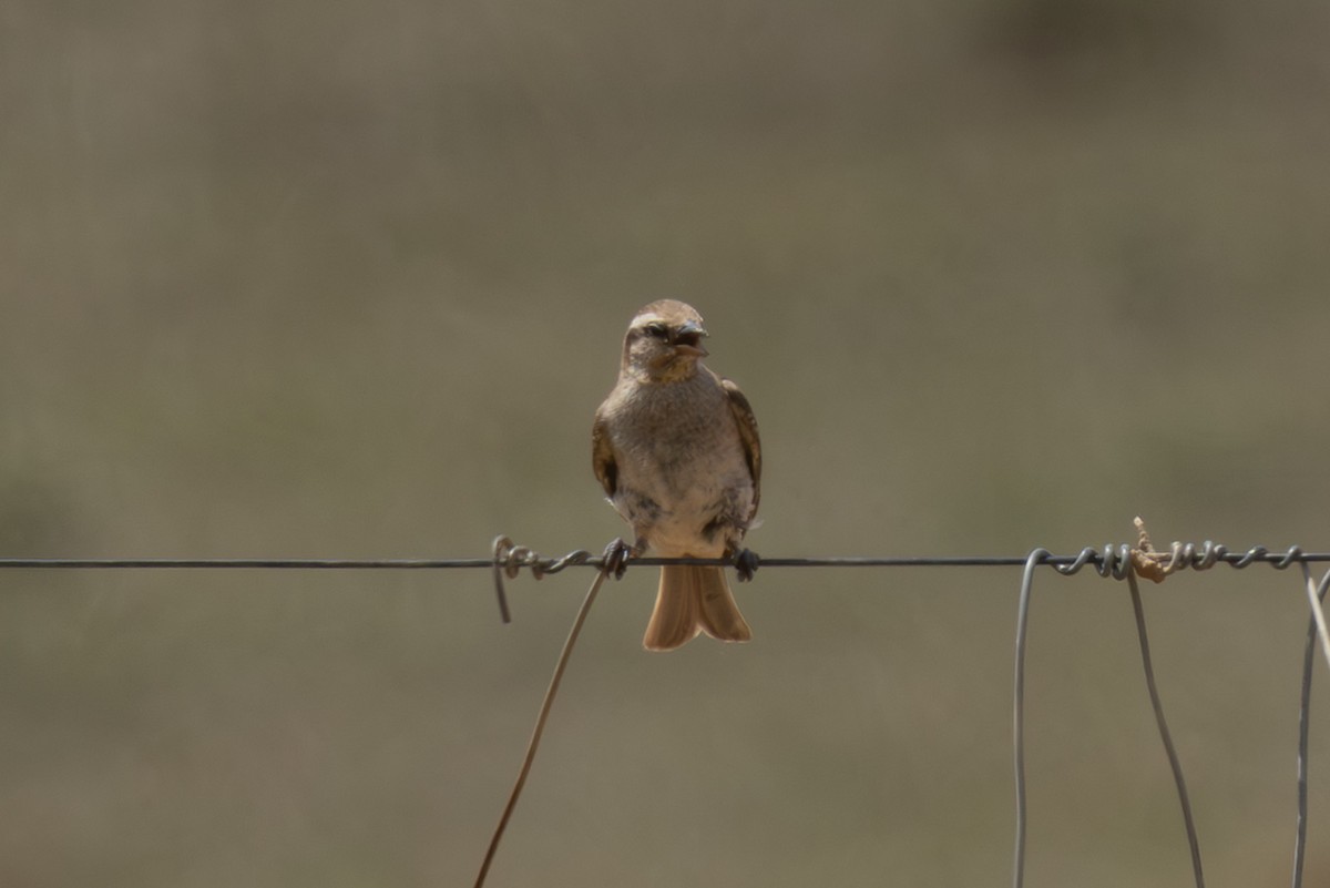 Moineau bridé - ML648668548