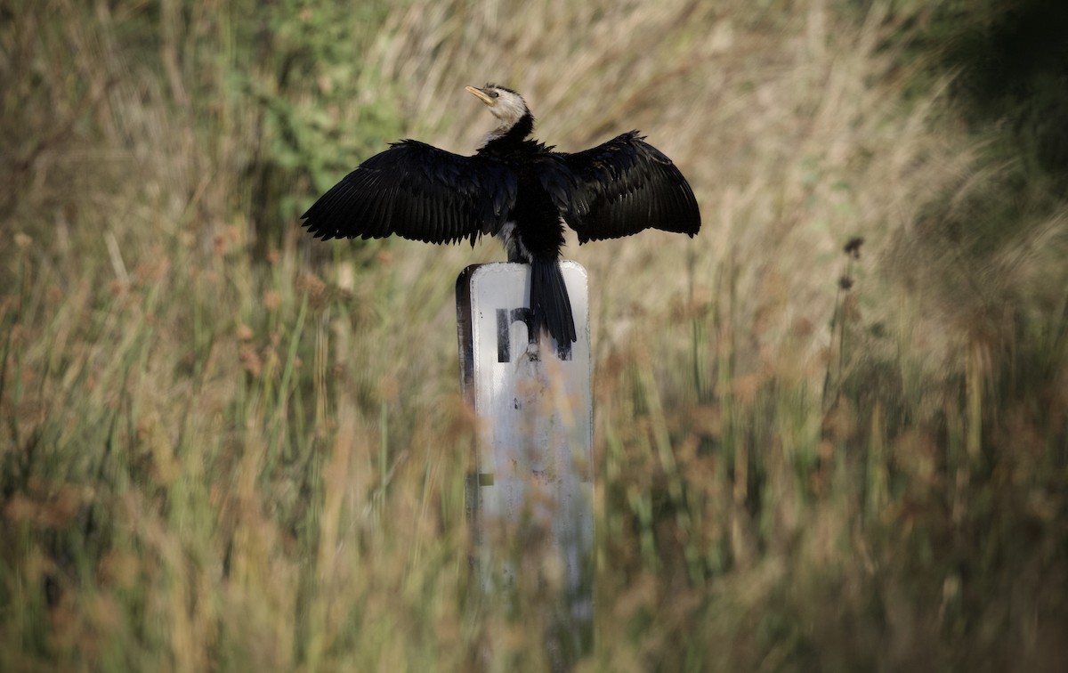 Little Pied Cormorant - ML648668651