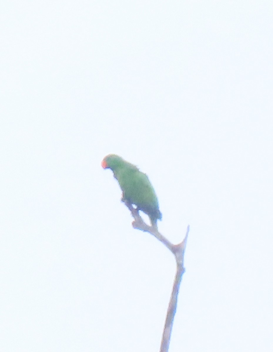 Papuan Eclectus - ML648668794