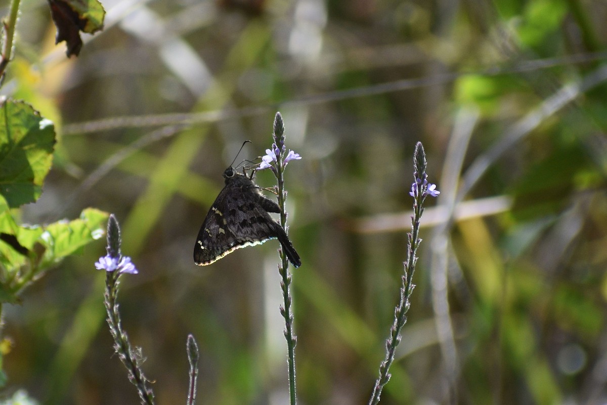 Cloudywings - ML648669225