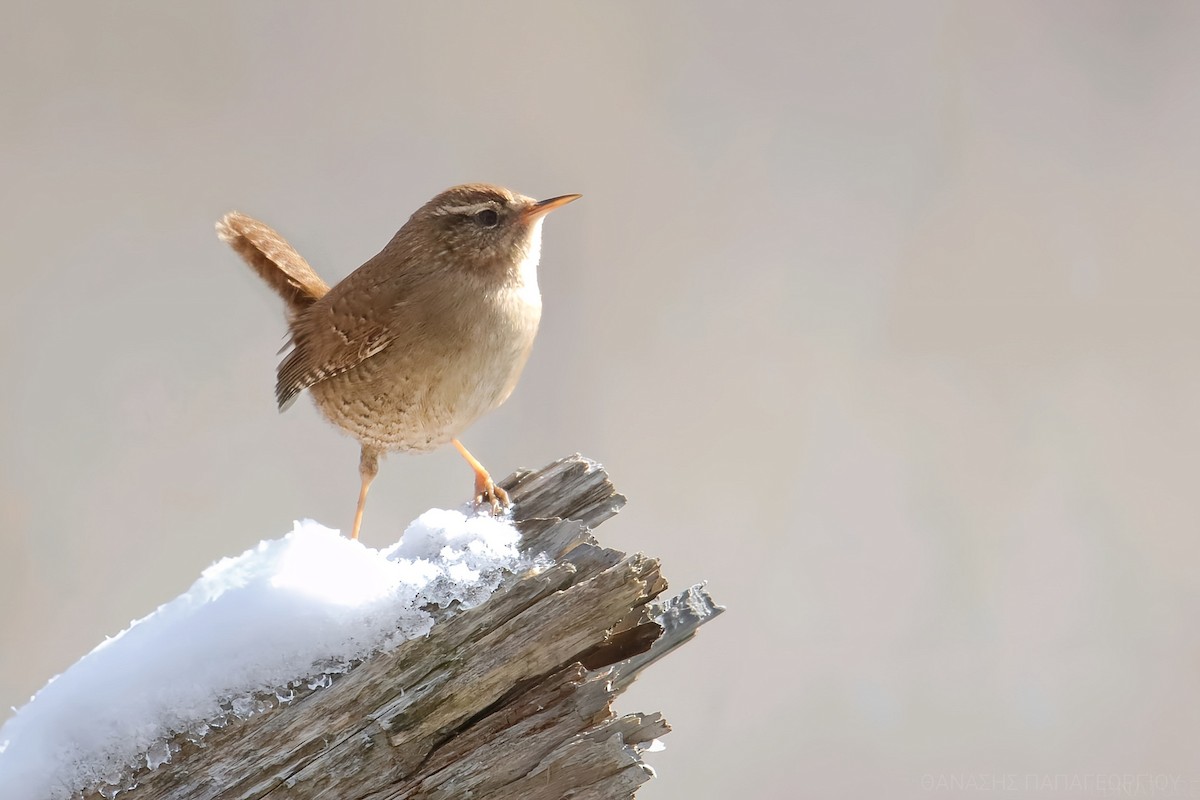 Eurasian Wren - ML648669519