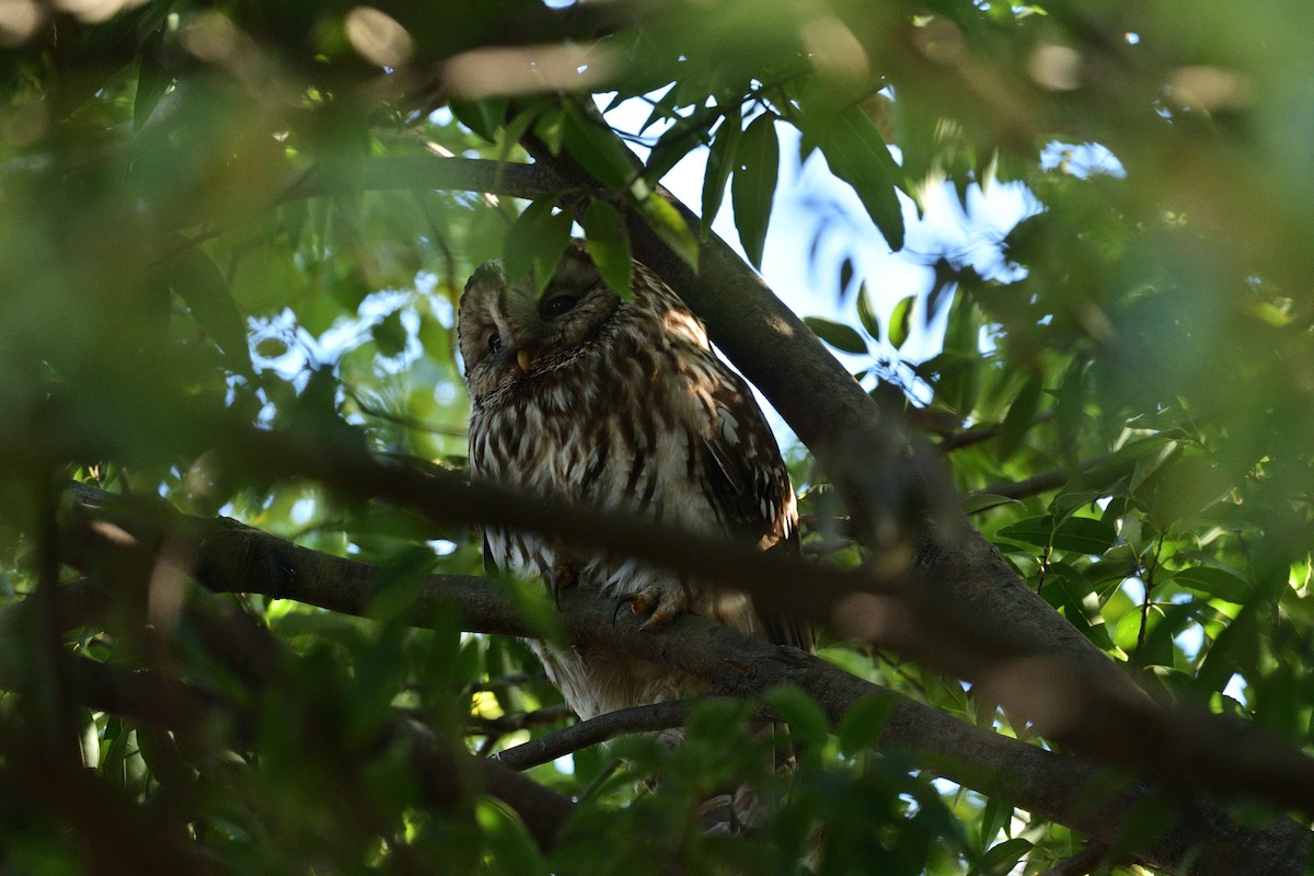 puštík bělavý - ML648669618