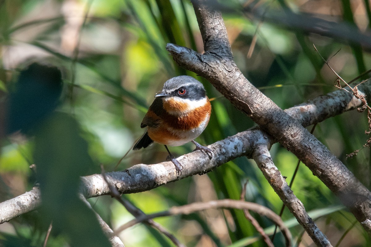 Cape Batis (Cape) - ML648670695