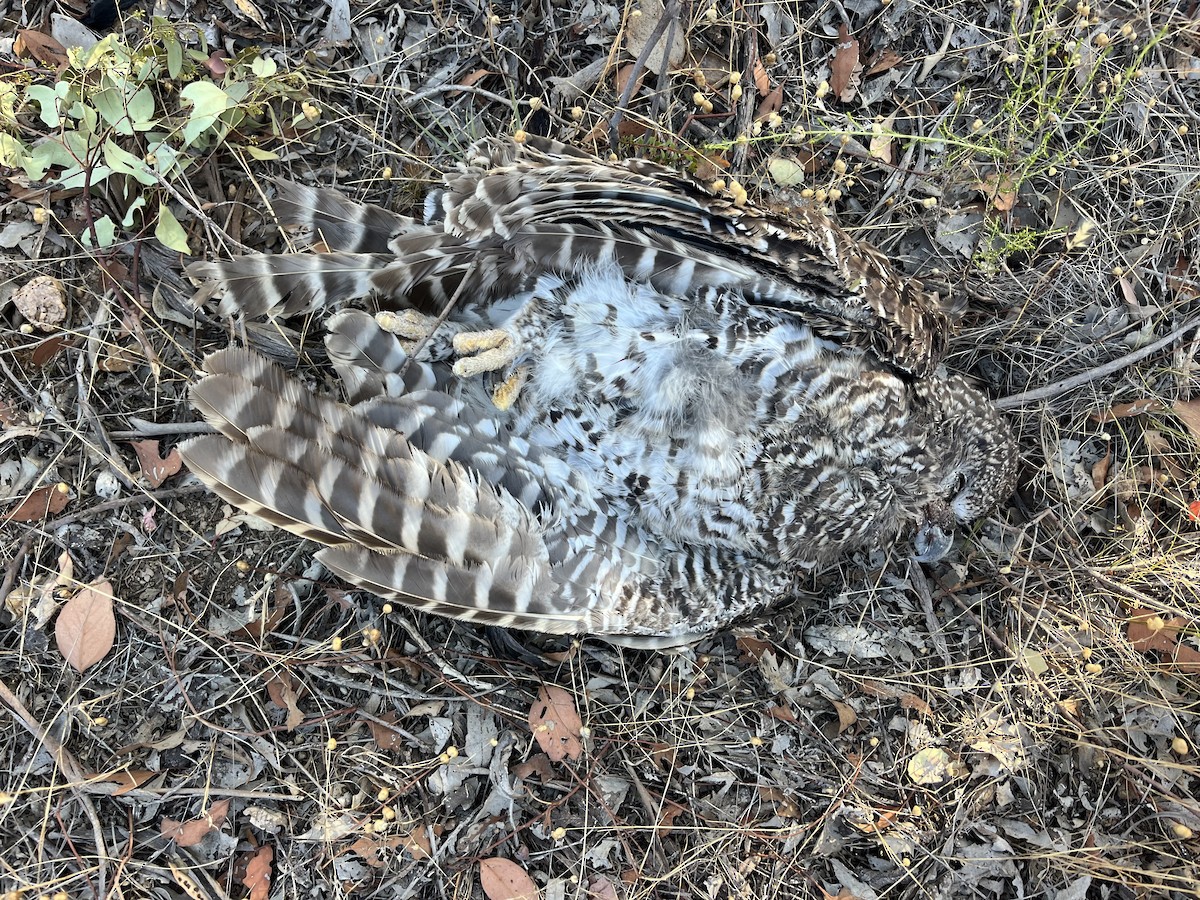 Powerful Owl - ML648670730