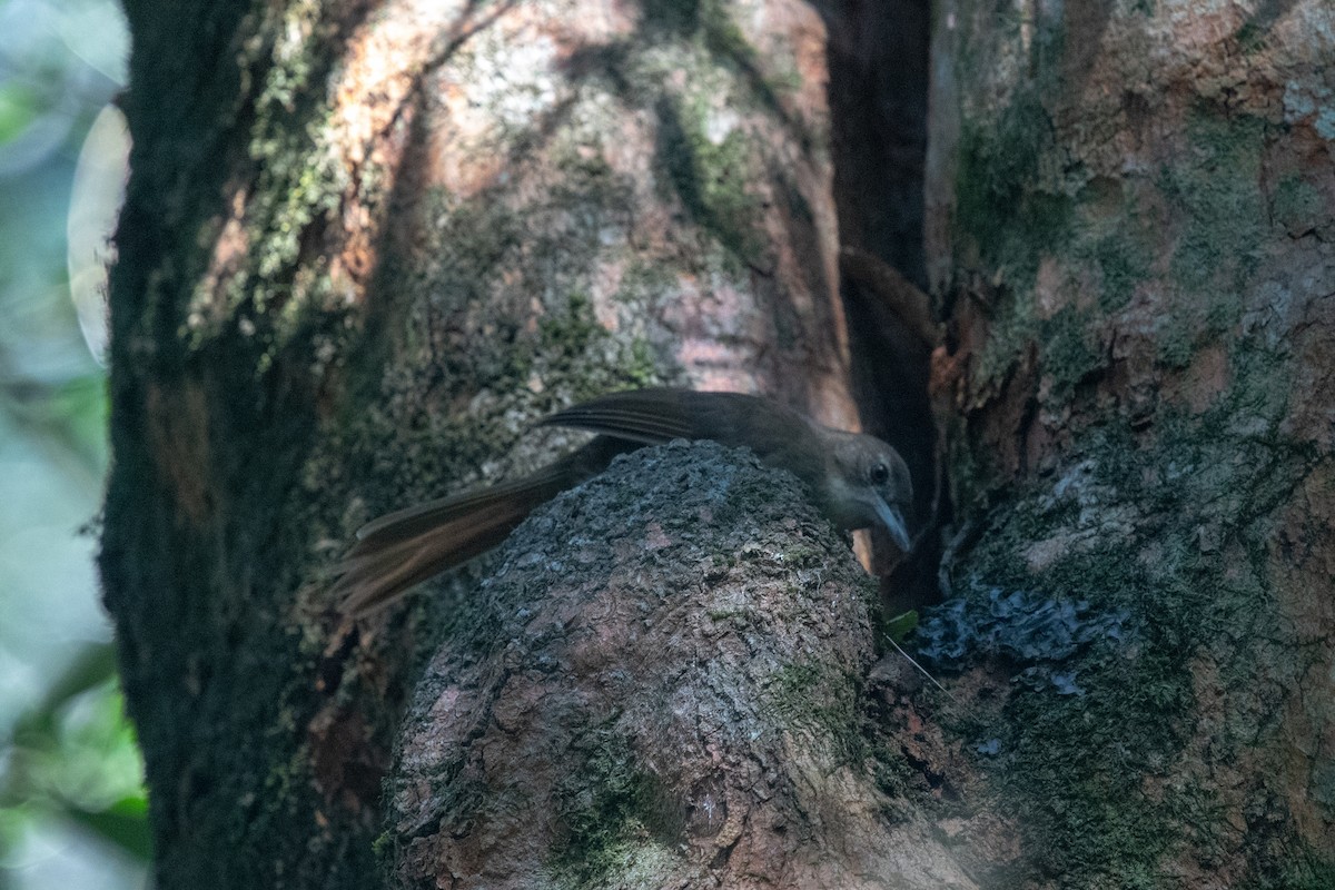 Terrestrial Brownbul - ML648670820