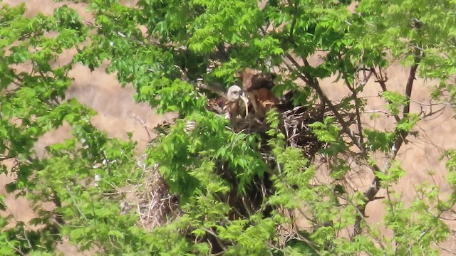 káně rudochvostá - ML648670859