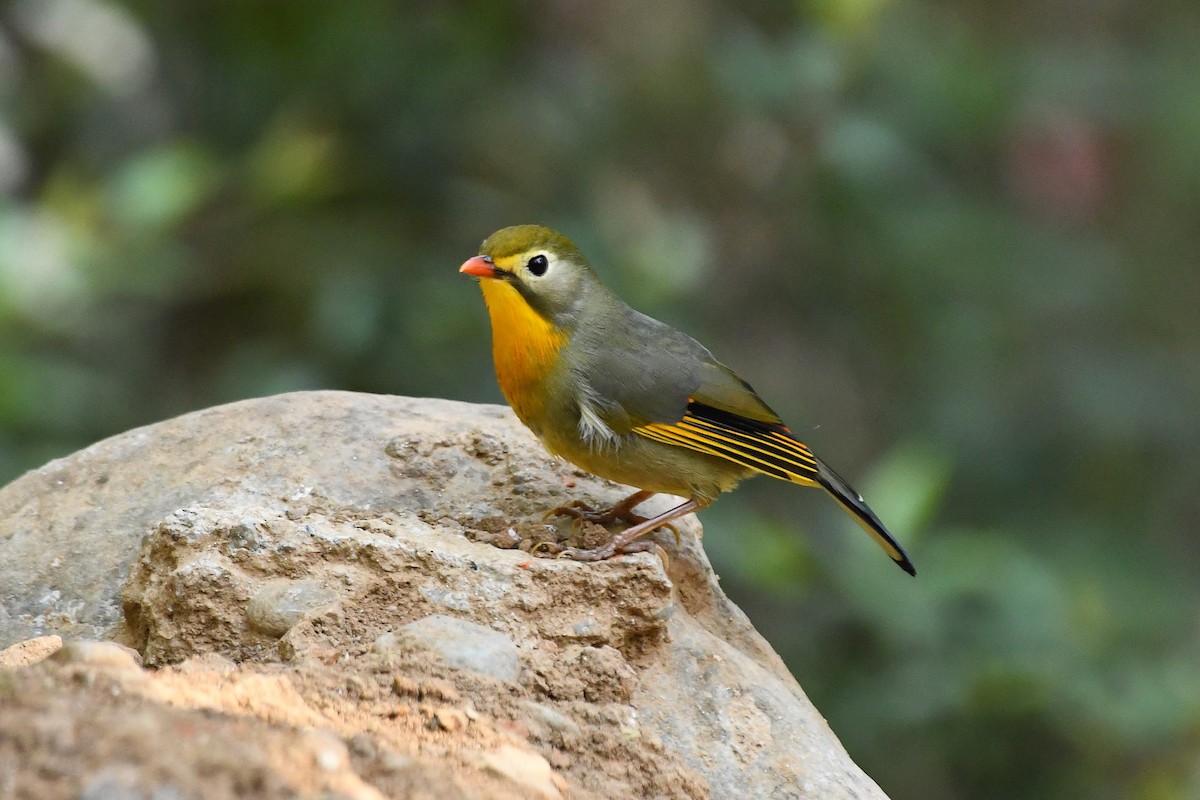 Red-billed Leiothrix - ML648671037