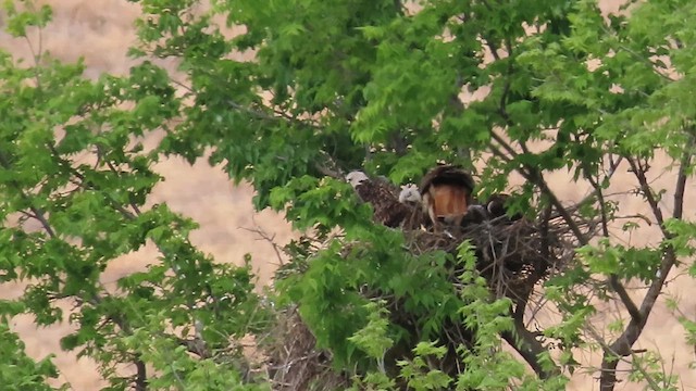 káně rudochvostá - ML648671040