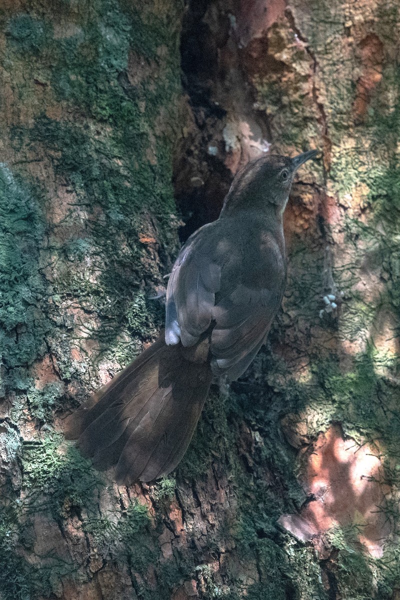 Terrestrial Brownbul - ML648671298